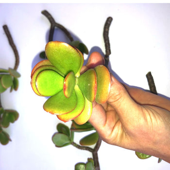 6-Pack of Jade Succulent Plant Cuttings - Easy to Root - Deals Kiosk